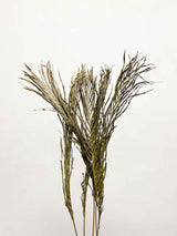 MELISSA » Foglie di Palma tagliate colorate - Bloomoon