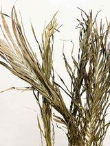 MELISSA » Foglie di Palma tagliate colorate - Bloomoon