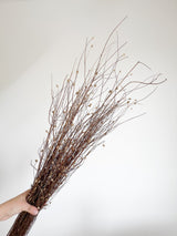 MENA » Gomphrena naturale essiccata selvatica H100cm - Bloomoon