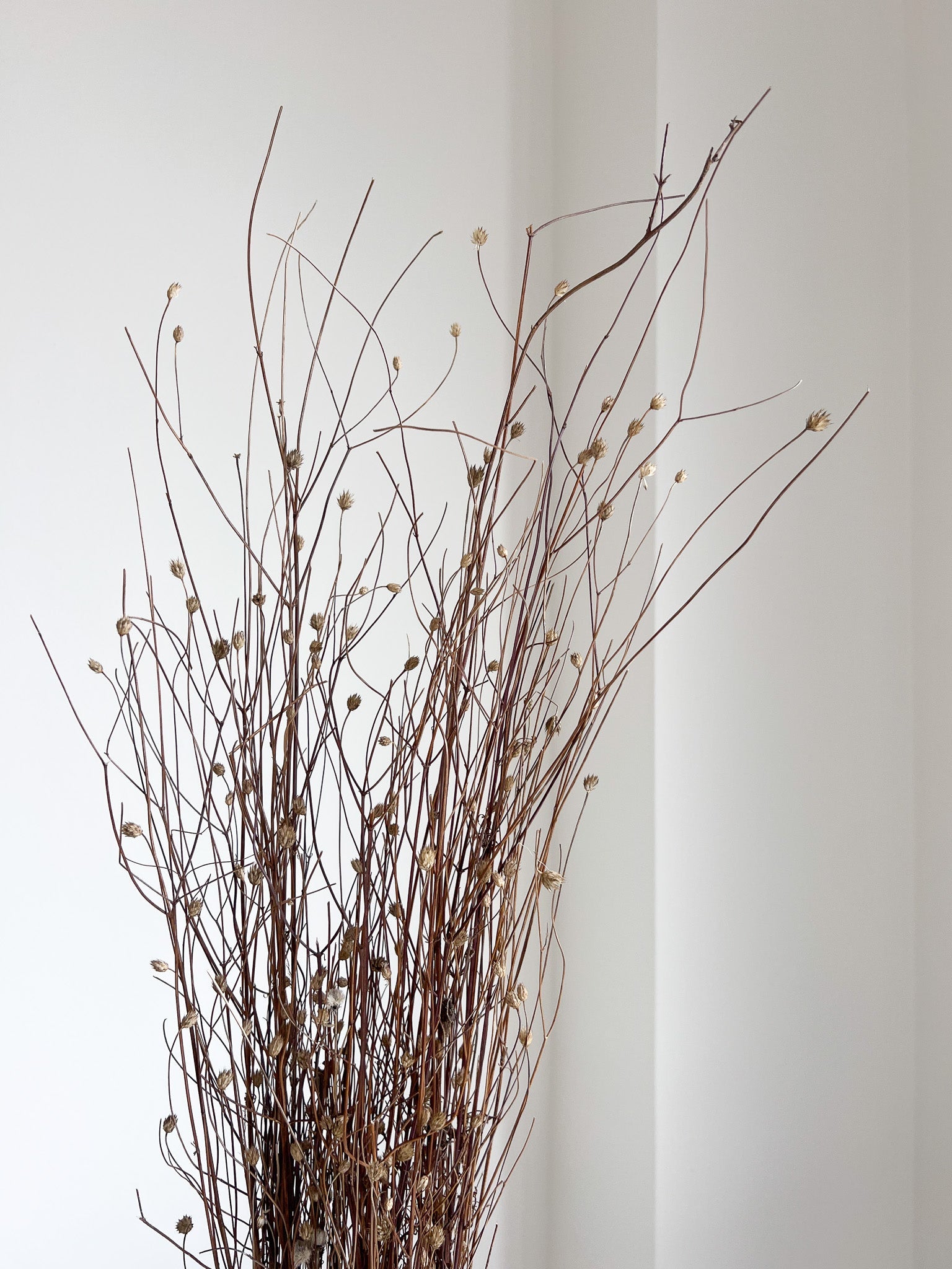 MENA » Gomphrena naturale essiccata selvatica H100cm - Bloomoon