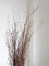 MENA » Gomphrena naturale essiccata selvatica H100cm - Bloomoon