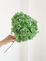 MENTINA » Ortensia stabilizzata Annabelle stelo lungo verde menta - Bloomoon