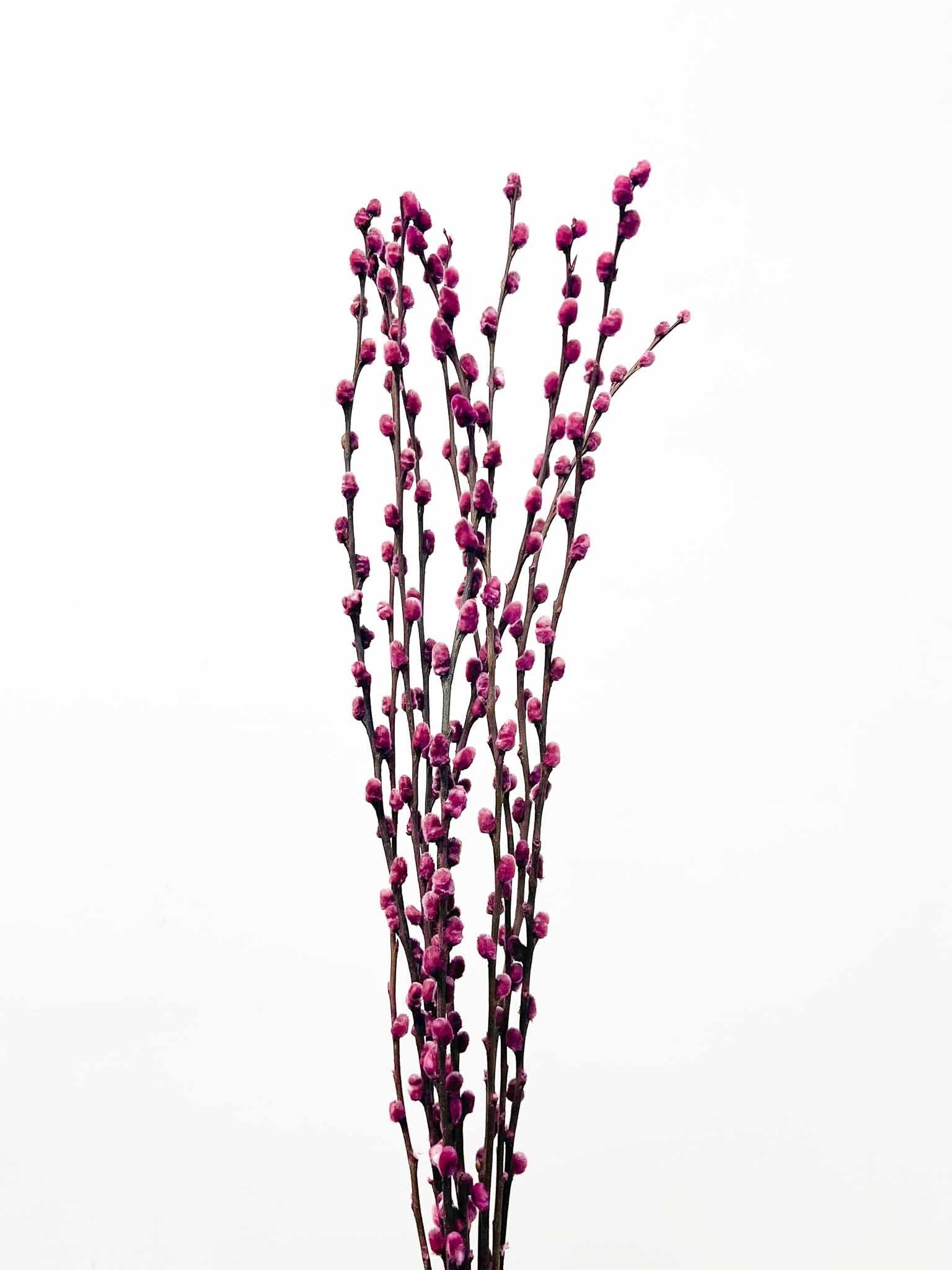 MIETTA » Mazzo di Salice colorato essiccato viola - Bloomoon
