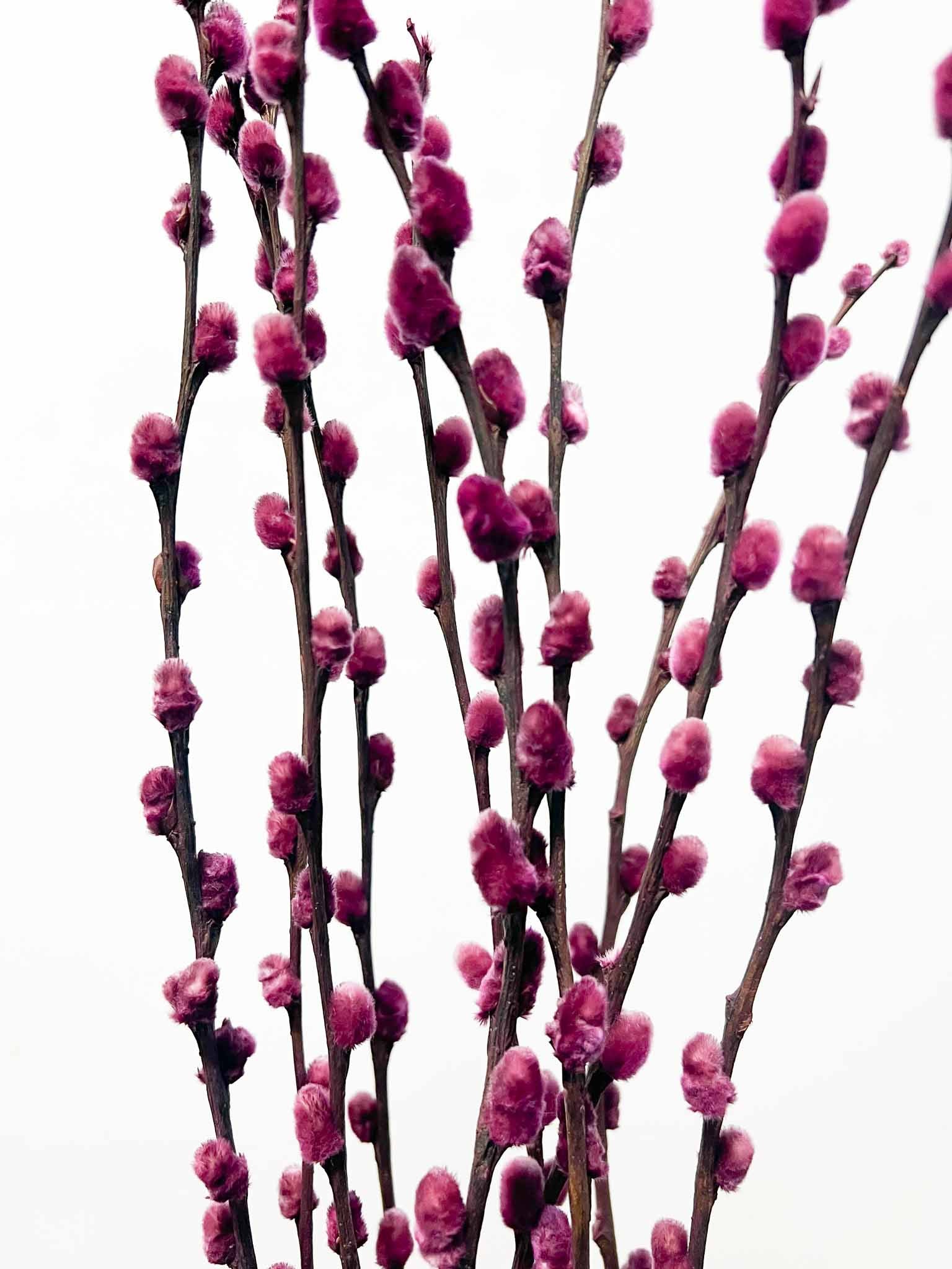 MIETTA » Mazzo di Salice colorato essiccato viola - Bloomoon