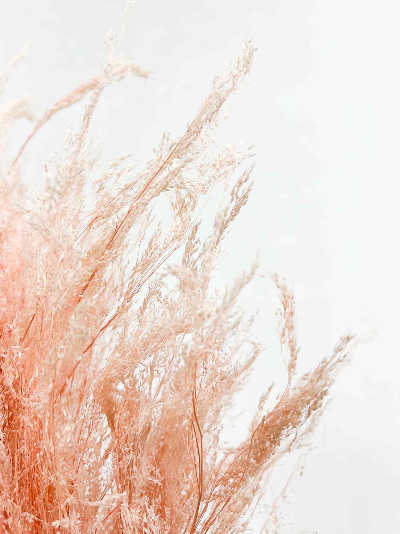MILENA » Mazzo di Agrostis rosa chiaro - Bloomoon