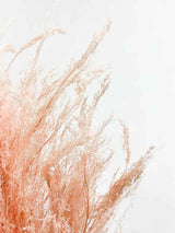 MILENA » Mazzo di Agrostis rosa chiaro - Bloomoon