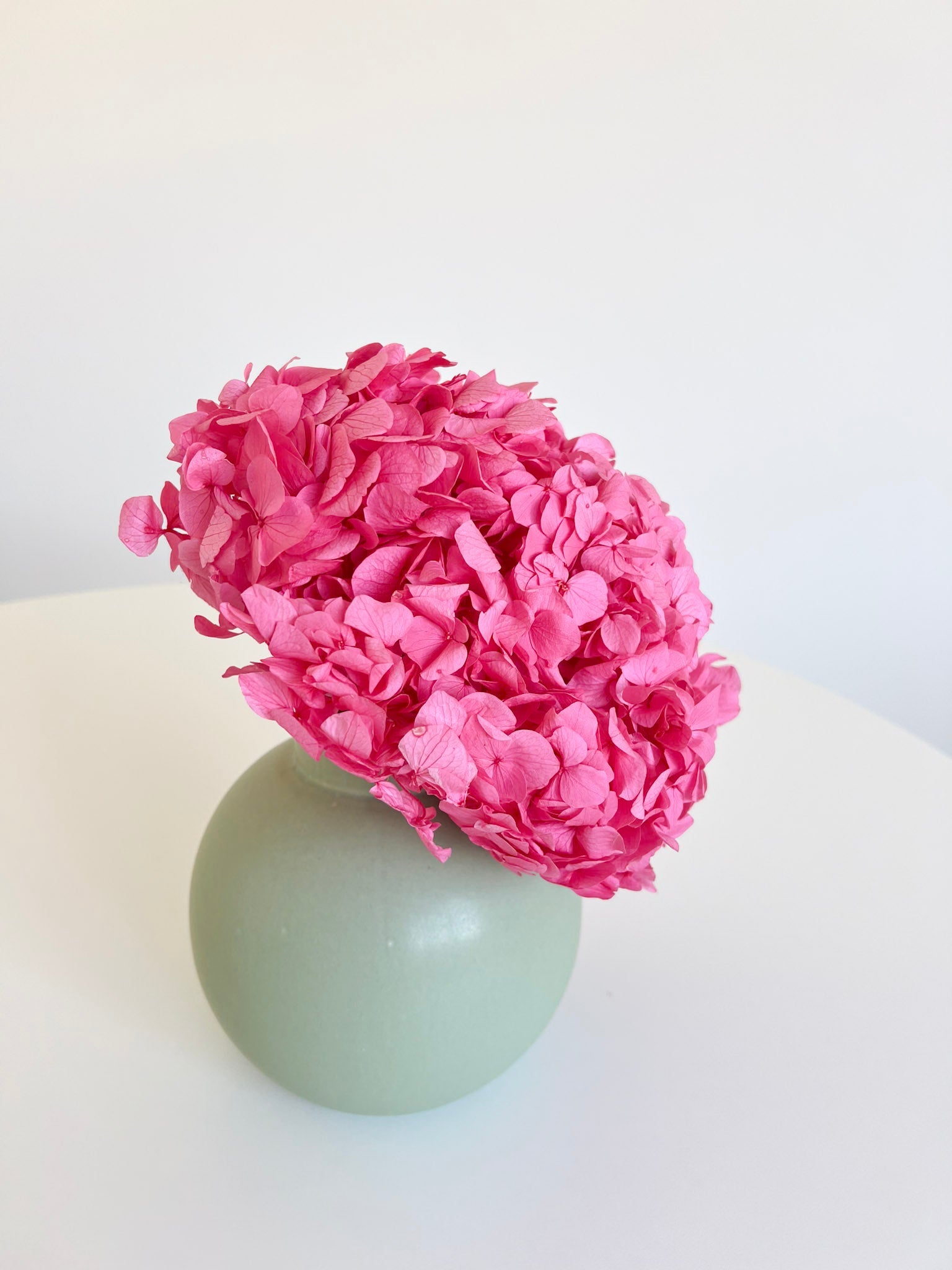 MILLY » Ortensia stabilizzata premium candy pink - Bloomoon