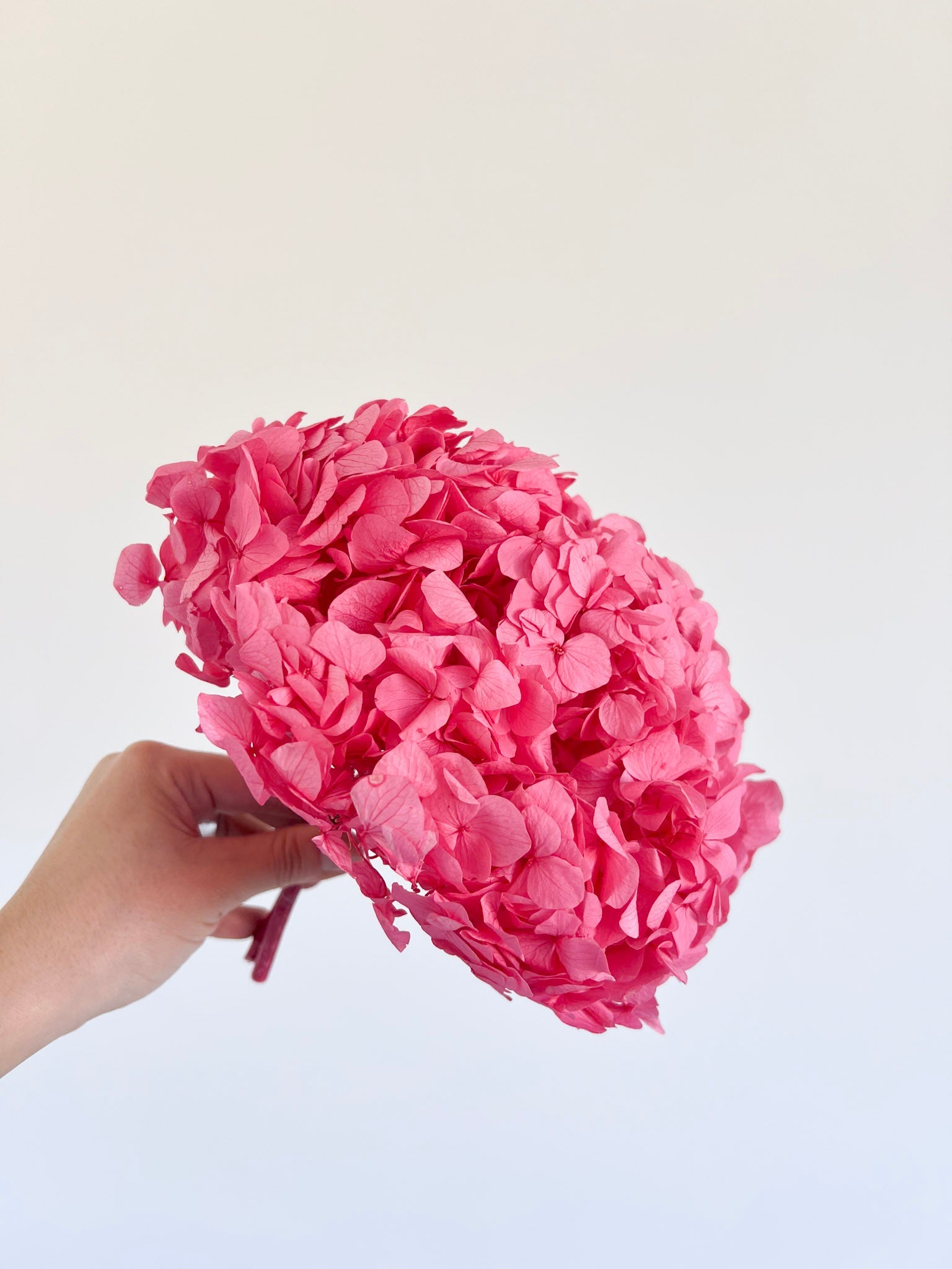 MILLY » Ortensia stabilizzata premium candy pink - Bloomoon
