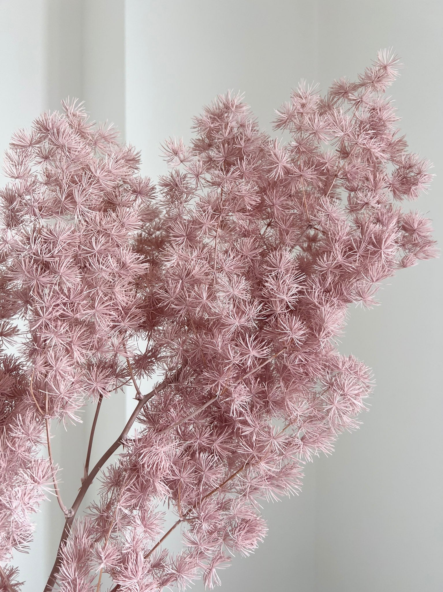 MINGO » Ming fern stabilizzato malva - Bloomoon