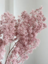 MINGO » Ming fern stabilizzato malva - Bloomoon