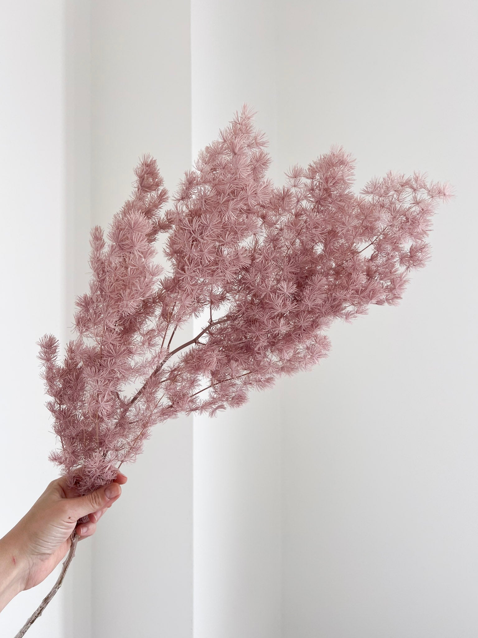 MINGO » Ming fern stabilizzato malva - Bloomoon