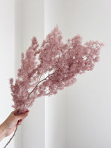 MINGO » Ming fern stabilizzato malva - Bloomoon