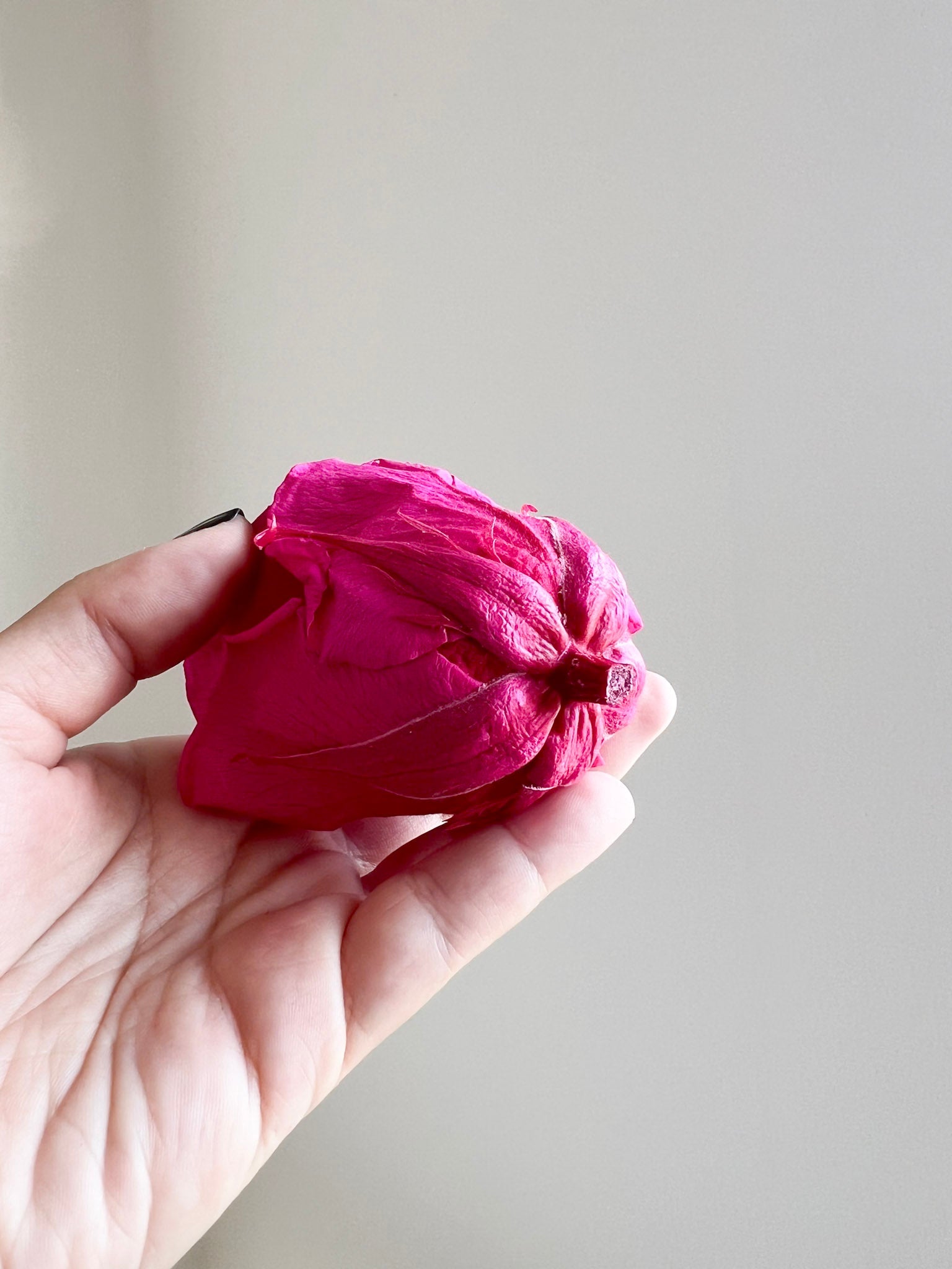 MIRIANA » Box da 6 fiori di Rosa fucsia diametro 6,5cm standard - Bloomoon