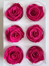 MIRIANA » Box da 6 fiori di Rosa fucsia diametro 6,5cm standard - Bloomoon