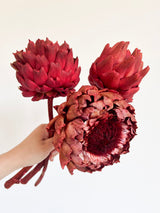 MUSTAFA » 3 Carciofi grandi essiccati rossi - Bloomoon