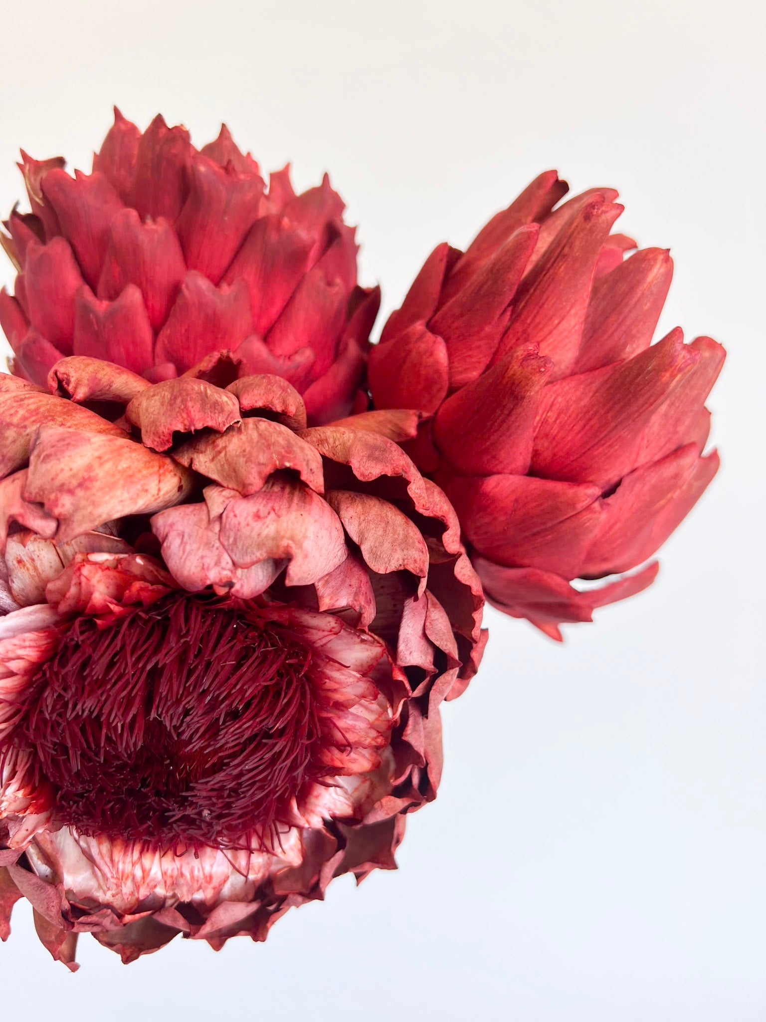 MUSTAFA » 3 Carciofi grandi essiccati rossi - Bloomoon
