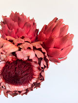 MUSTAFA » 3 Carciofi grandi essiccati rossi - Bloomoon
