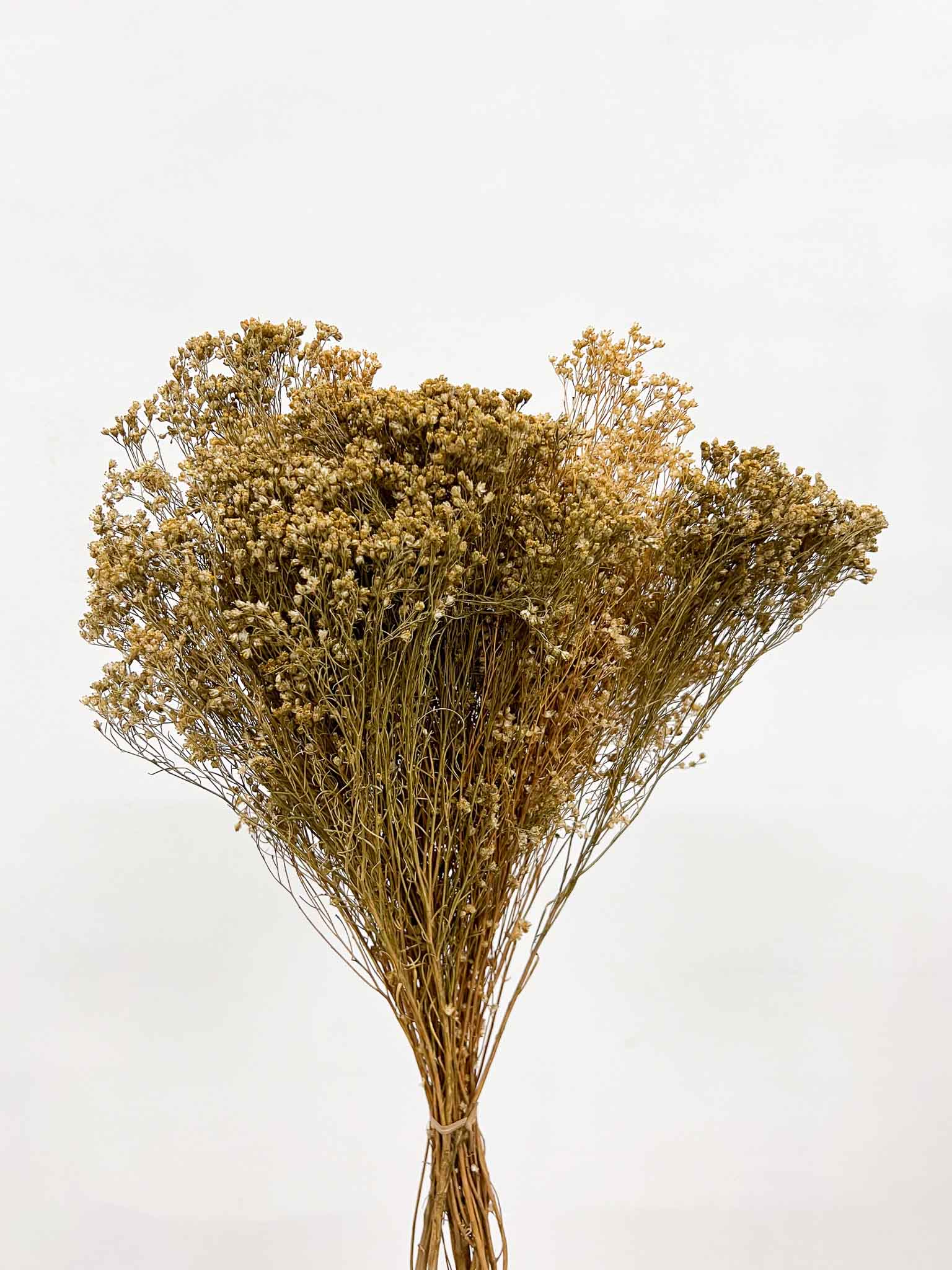 NADA » Mazzo di Broom Bloom naturale - Bloomoon