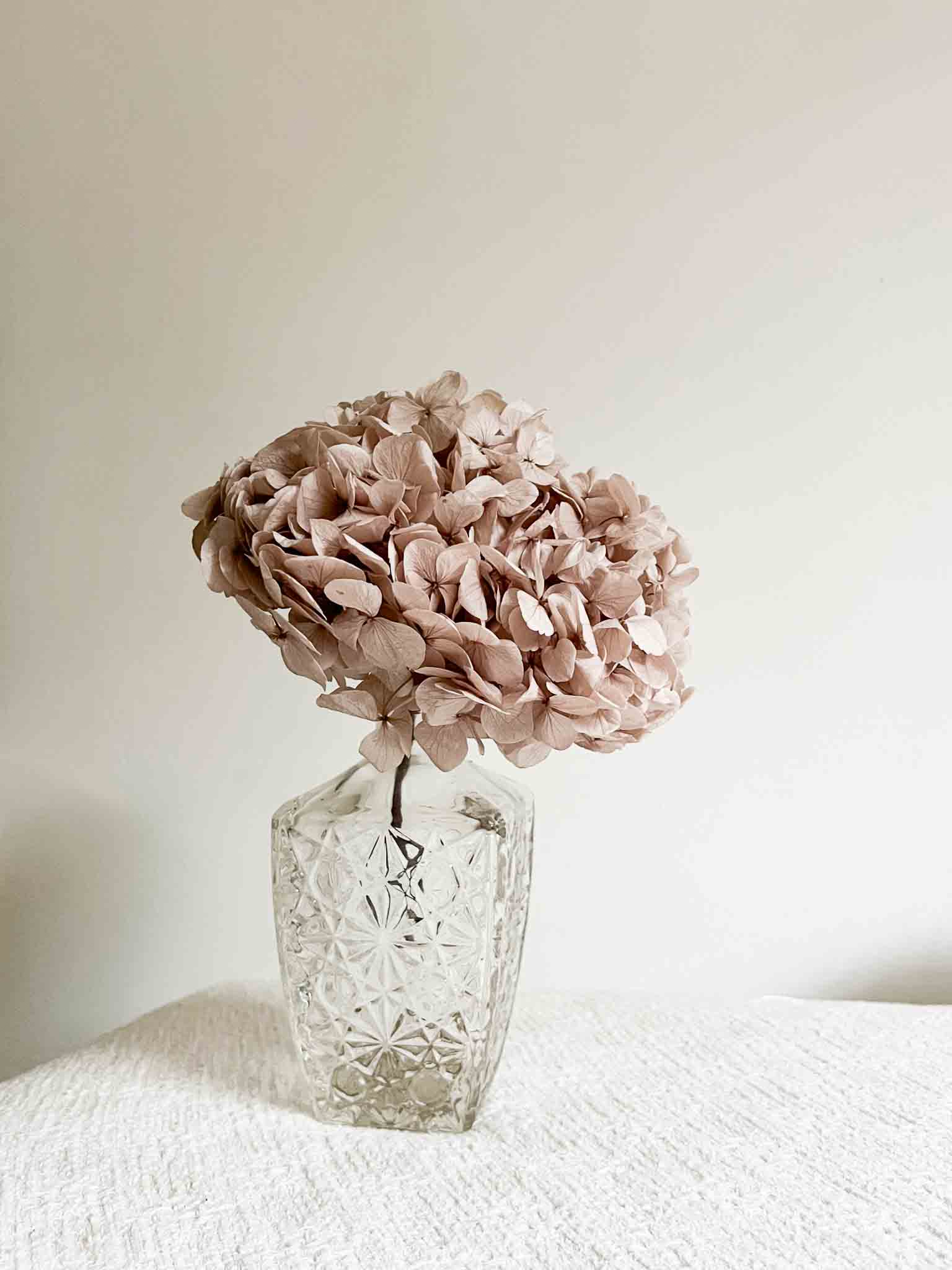 NADIR » Ortensia stabilizzata premium nocciola - Bloomoon