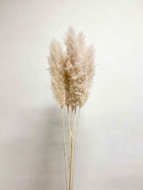 NEVIO » Pampas naturale super 5 steli 115cm - Bloomoon