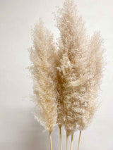 NEVIO » Pampas naturale super 5 steli 115cm - Bloomoon