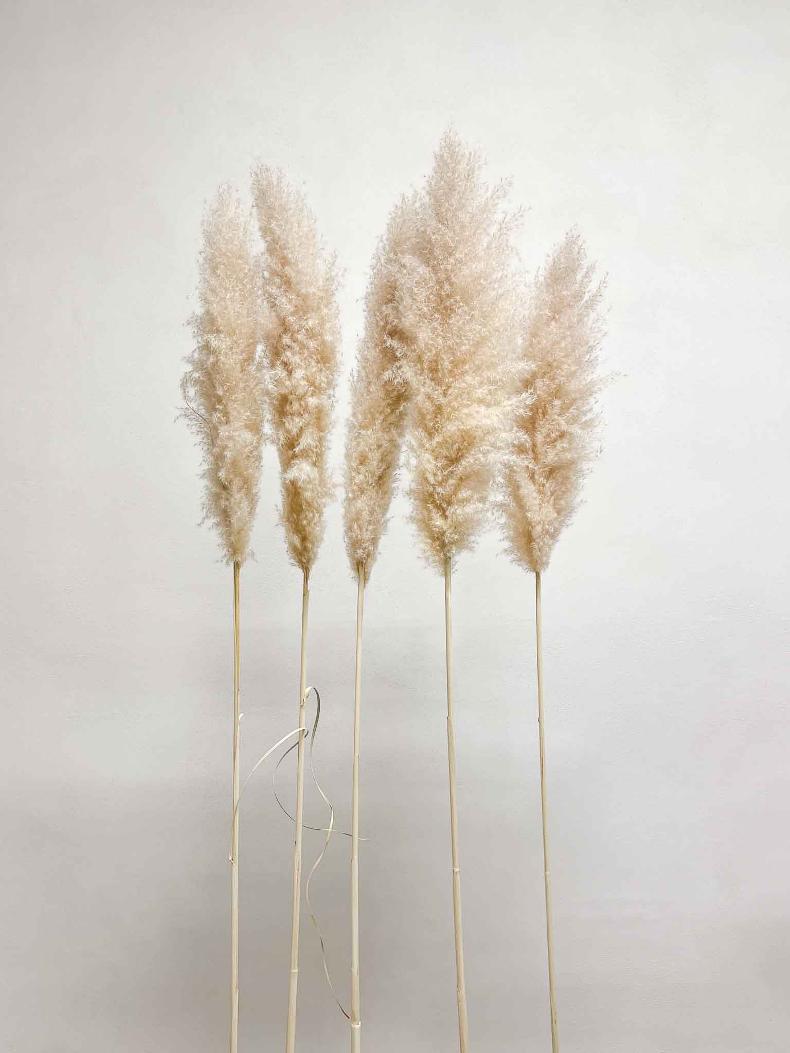 NEVIO » Pampas naturale super 5 steli 115cm - Bloomoon