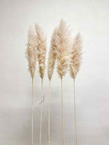 NEVIO » Pampas naturale super 5 steli 115cm - Bloomoon