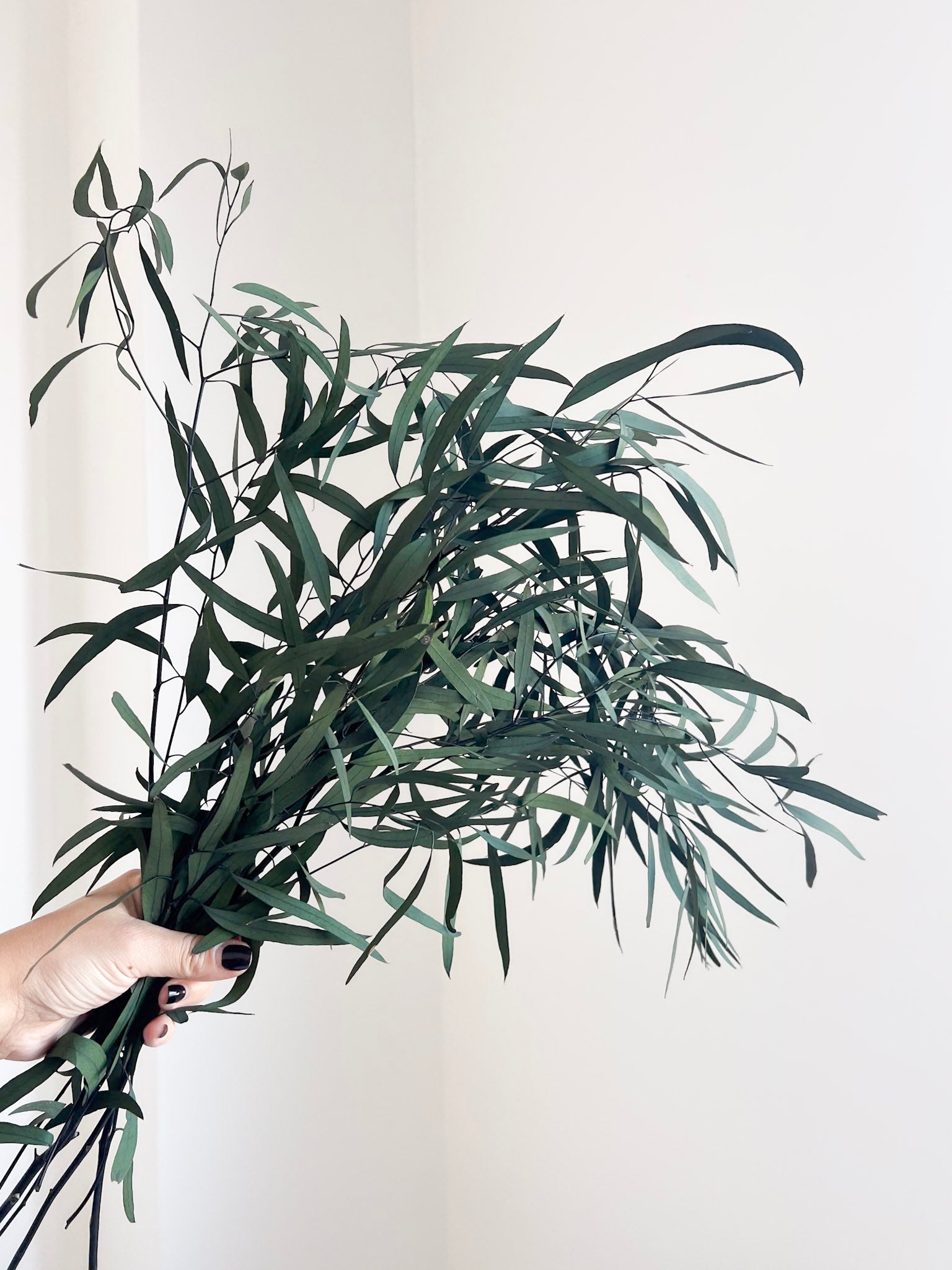 NICO » Mazzo di Eucalipto Nicholi stabilizzato - Bloomoon