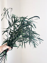 NICO » Mazzo di Eucalipto Nicholi stabilizzato - Bloomoon