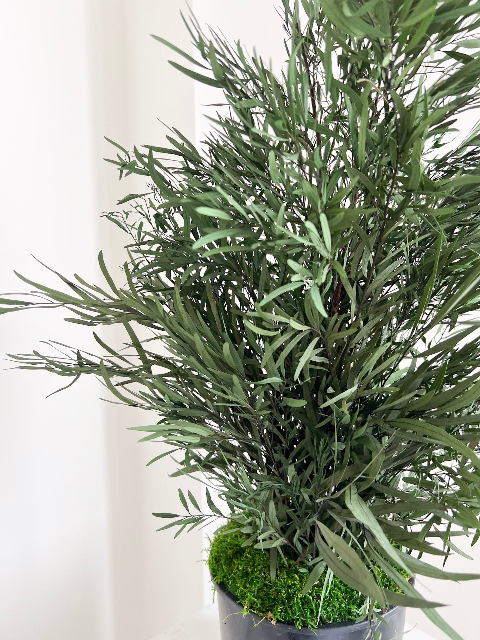 NICOLY » pianta stabilizzata di eucalipto nicoli verde H70cm - Bloomoon