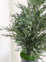 NICOLY » pianta stabilizzata di eucalipto nicoli verde H70cm - Bloomoon