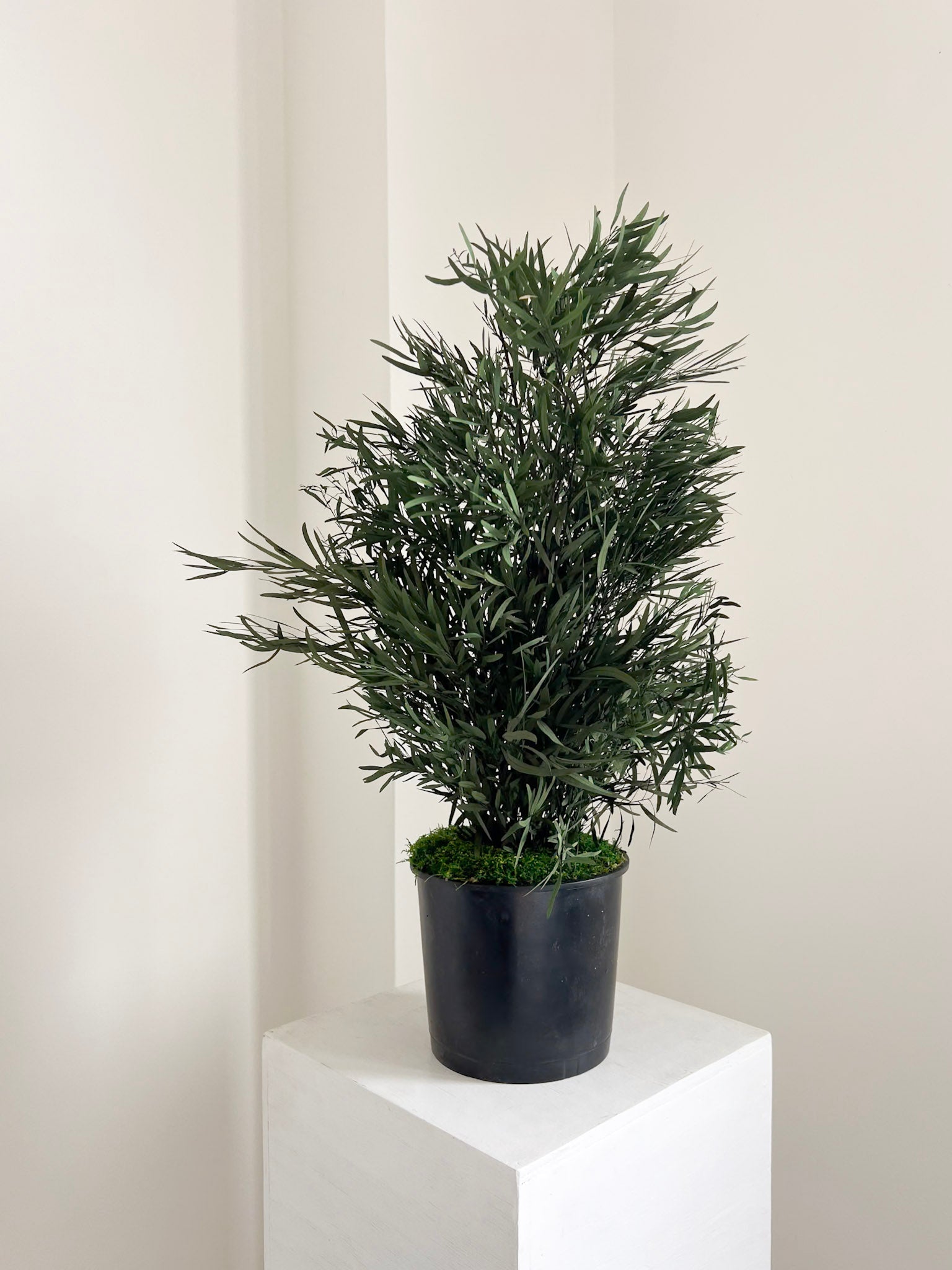 NICOLY » pianta stabilizzata di eucalipto nicoli verde H70cm - Bloomoon