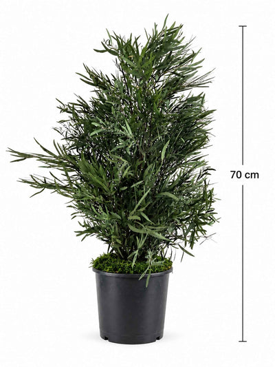 NICOLY » pianta stabilizzata di eucalipto nicoli verde H70cm - Bloomoon