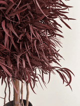 NICOLYNA » pianta stabilizzata di eucalipto nicoli rosso scuro H130cm - Bloomoon