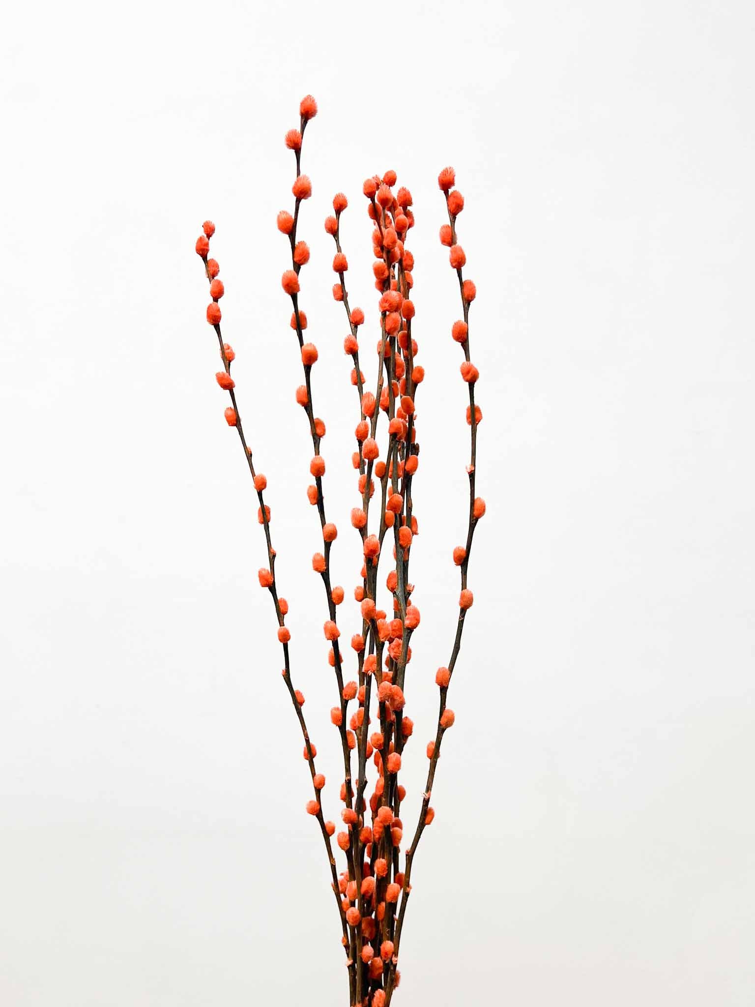 NINA » Mazzo di Salice colorato essiccato arancione - Bloomoon