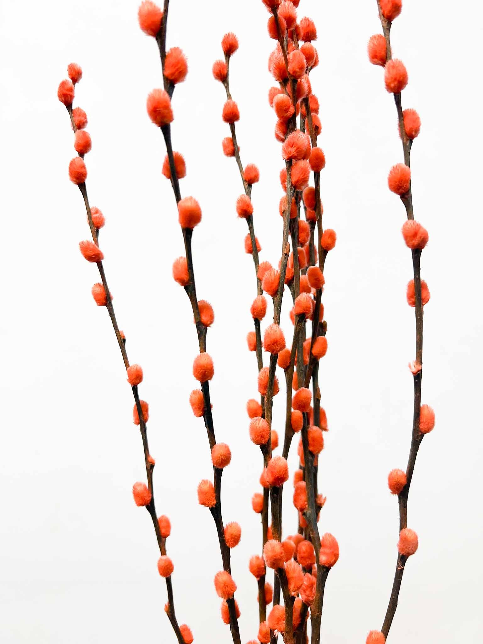 NINA » Mazzo di Salice colorato essiccato arancione - Bloomoon