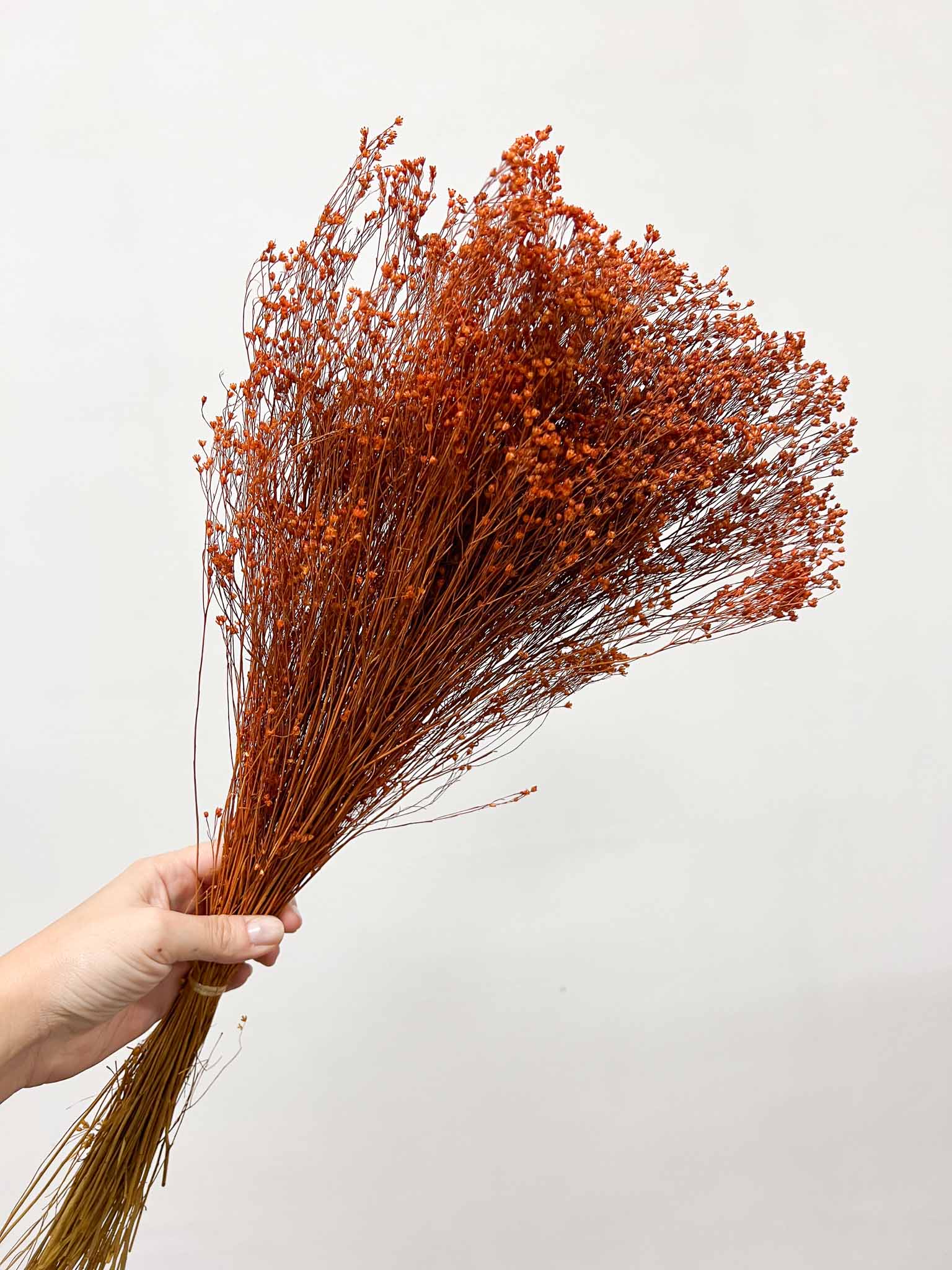 NIVEO » Mazzo di Broom Bloom arancione - Bloomoon