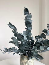 NOARA » Eucalipto Cinerea stabilizzato verde - Bloomoon