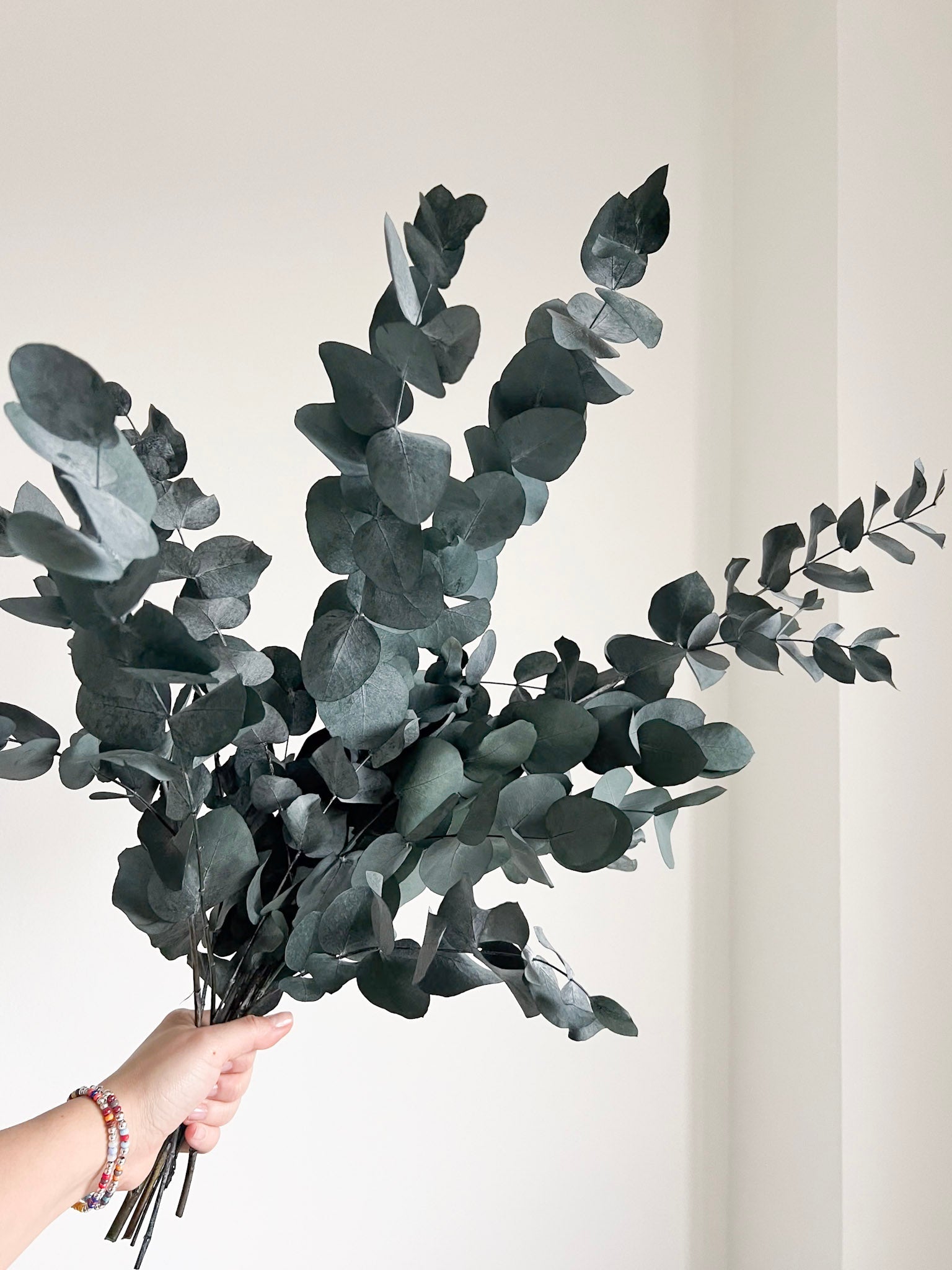 NOARA » Eucalipto Cinerea stabilizzato verde - Bloomoon