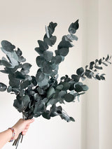 NOARA » Eucalipto Cinerea stabilizzato verde - Bloomoon