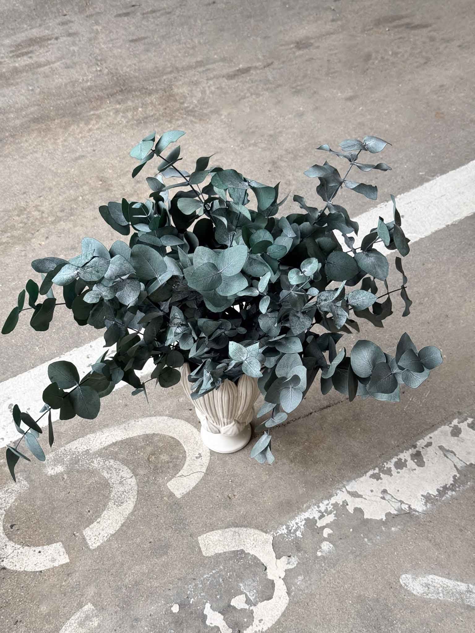 NOARA » Eucalipto Cinerea stabilizzato verde - Bloomoon