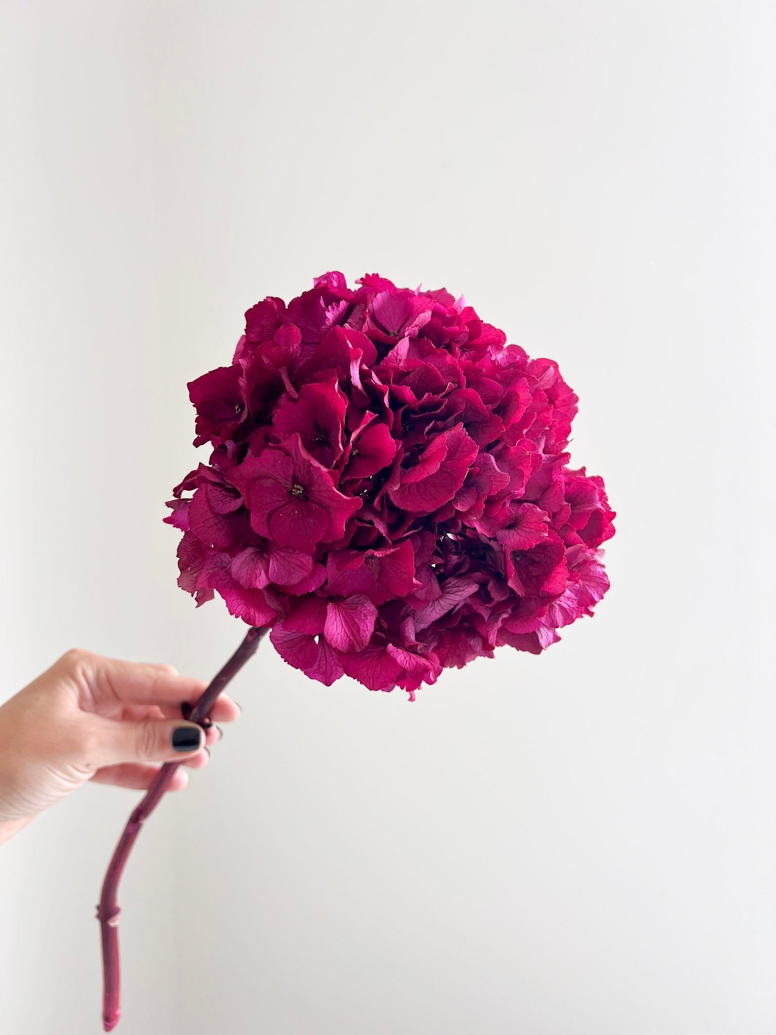 NORA » Ortensia stabilizzata extra fucsia - Bloomoon