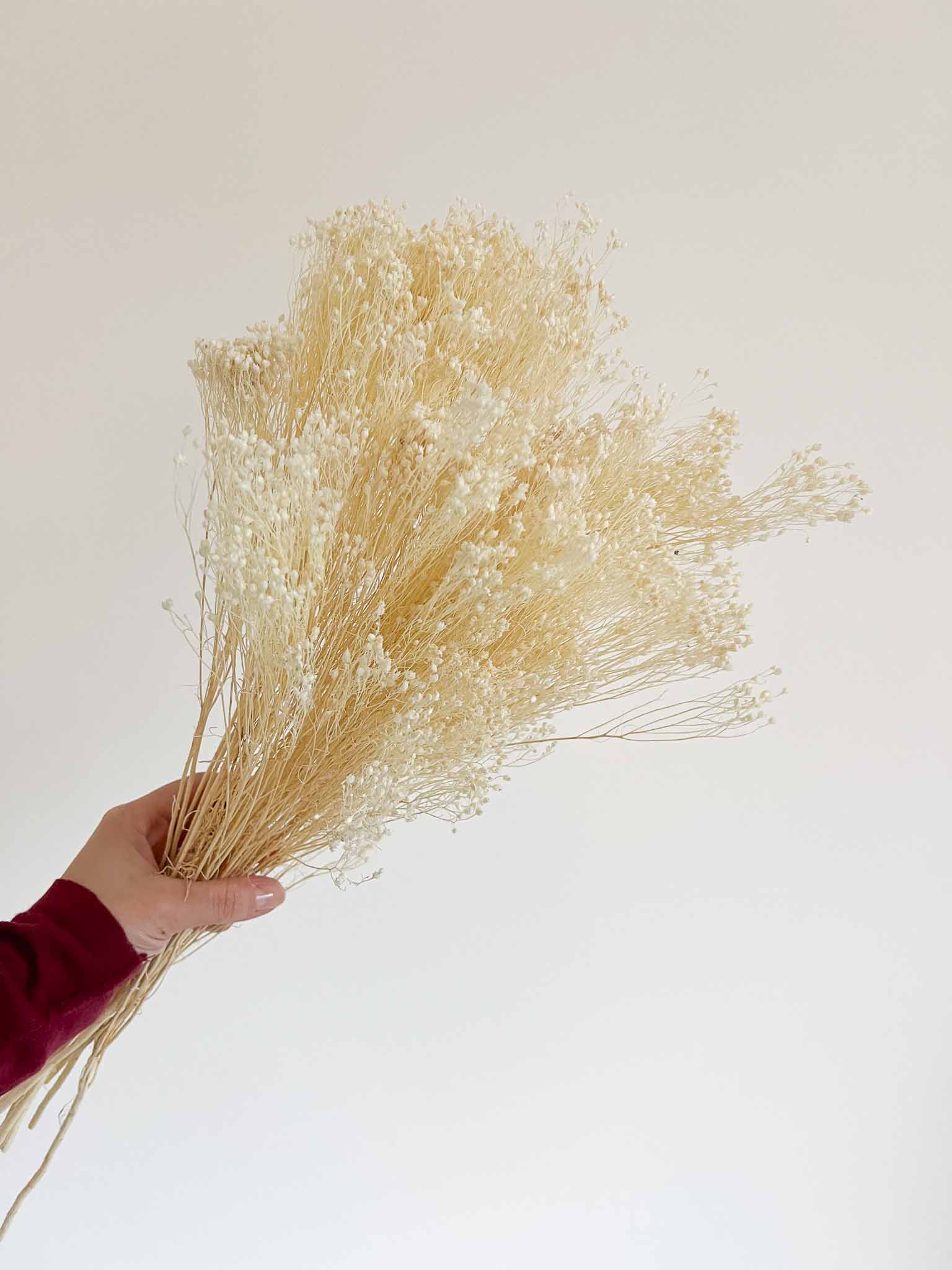 NOVELLA » Mazzo di Broom Bloom bianco - Bloomoon