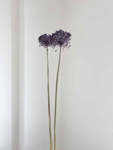 NYX » fiore di aglio (allium) essiccato colorato H80cm - Bloomoon
