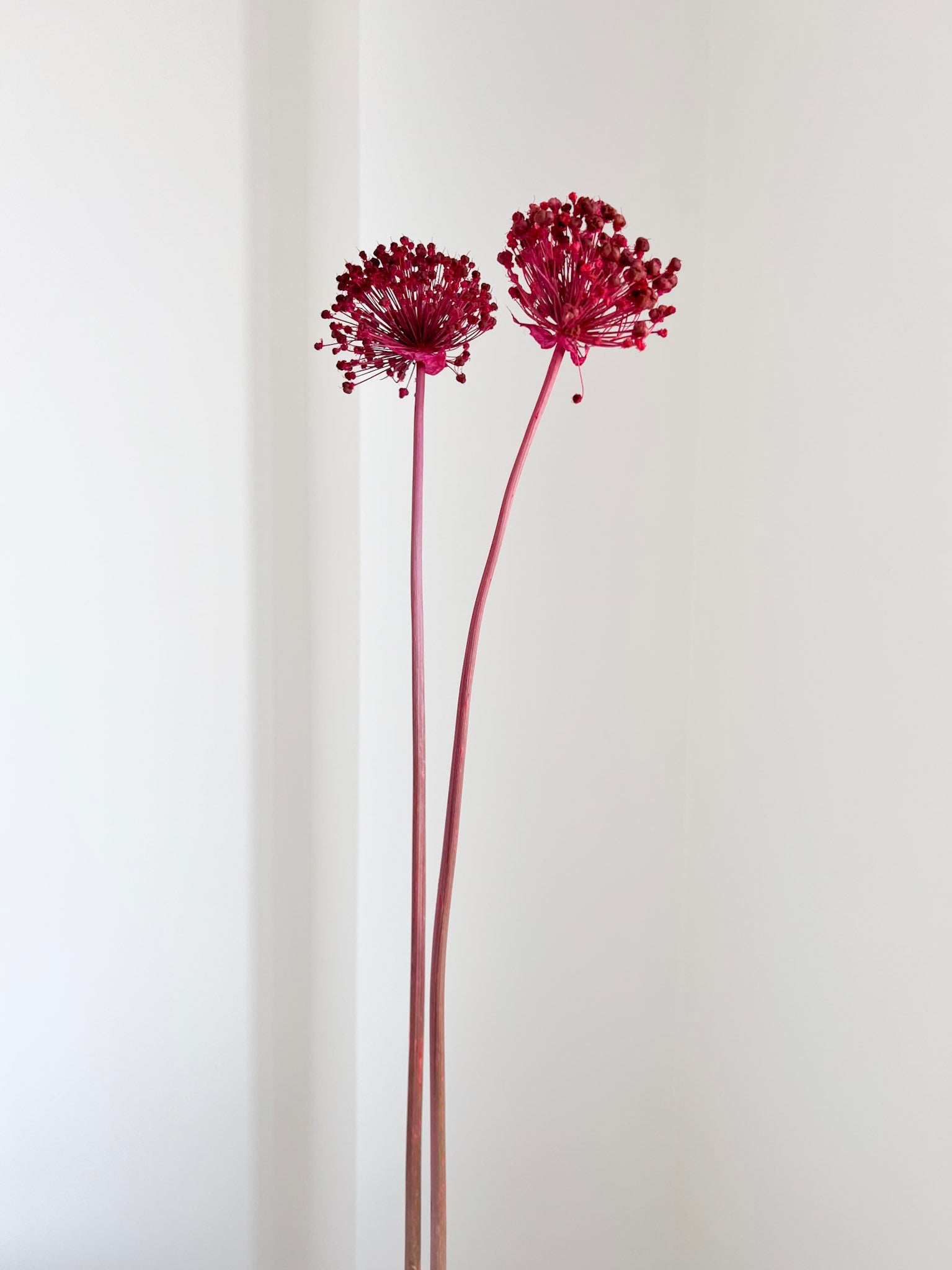 NYX » fiore di aglio (allium) essiccato colorato H80cm - Bloomoon