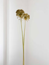 NYX » fiore di aglio (allium) essiccato colorato H80cm - Bloomoon