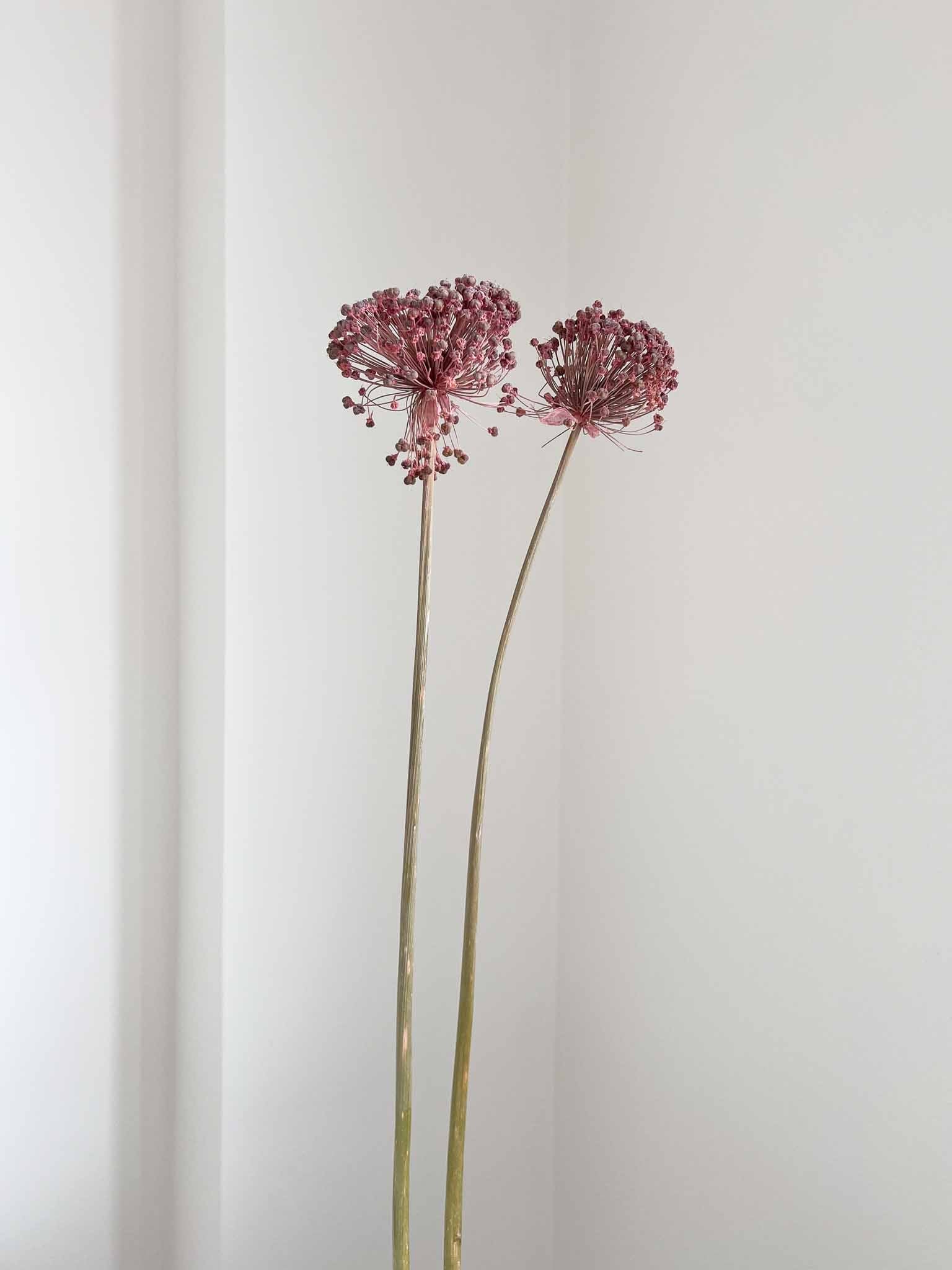 NYX » fiore di aglio (allium) essiccato colorato H80cm - Bloomoon