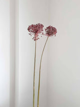 NYX » fiore di aglio (allium) essiccato colorato H80cm - Bloomoon