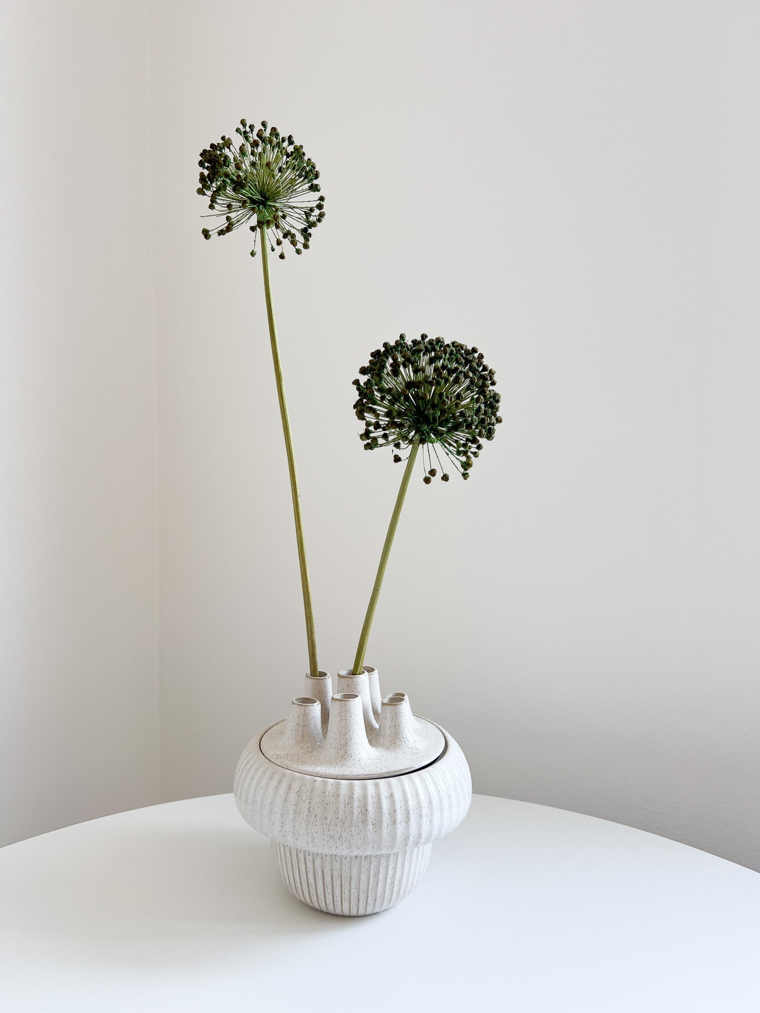 NYX » fiore di aglio (allium) essiccato colorato H80cm - Bloomoon