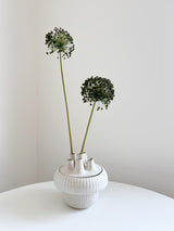 NYX » fiore di aglio (allium) essiccato colorato H80cm - Bloomoon